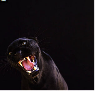 panther.png